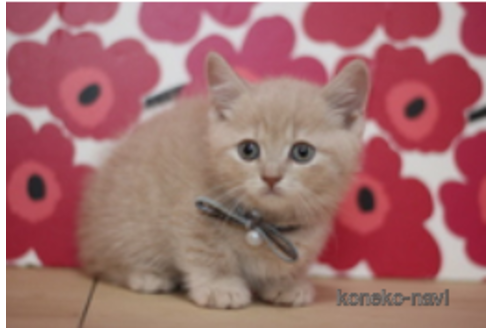 成約済の東京都のマンチカン(短足)-75068の3枚目